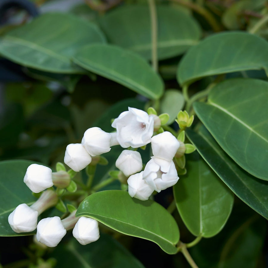 Stephanotis on Hoop Gift Wrapped  3