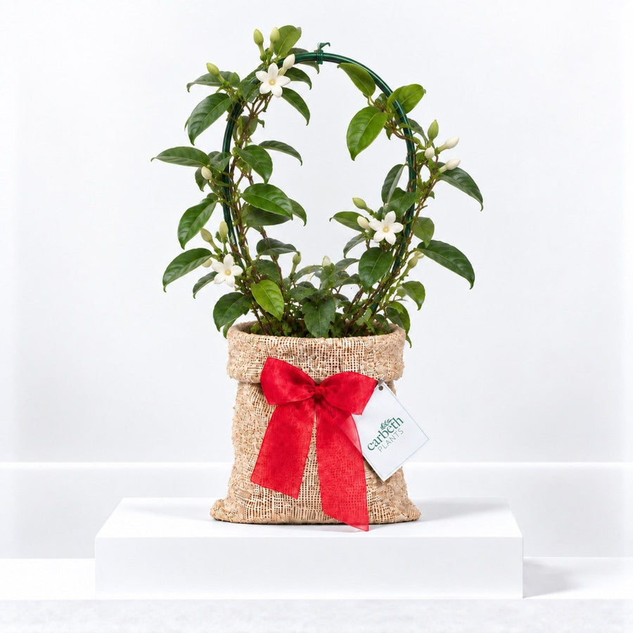 Stephanotis on Hoop Gift Wrapped  1