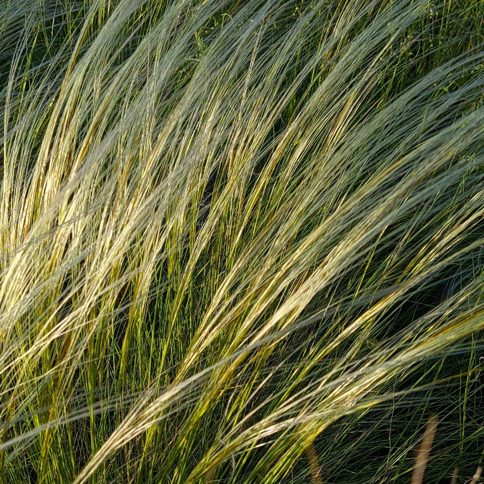 ornamental grasses