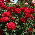 Stortebeker Rose Bush  3