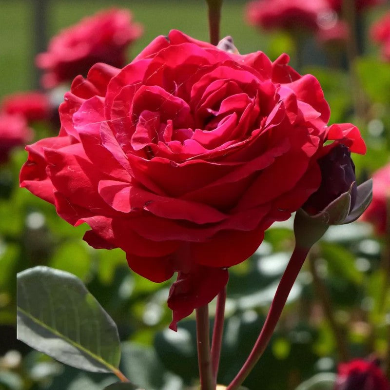 Stortebeker Rose Bush  1