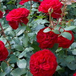 Stortebeker Rose Bush  2