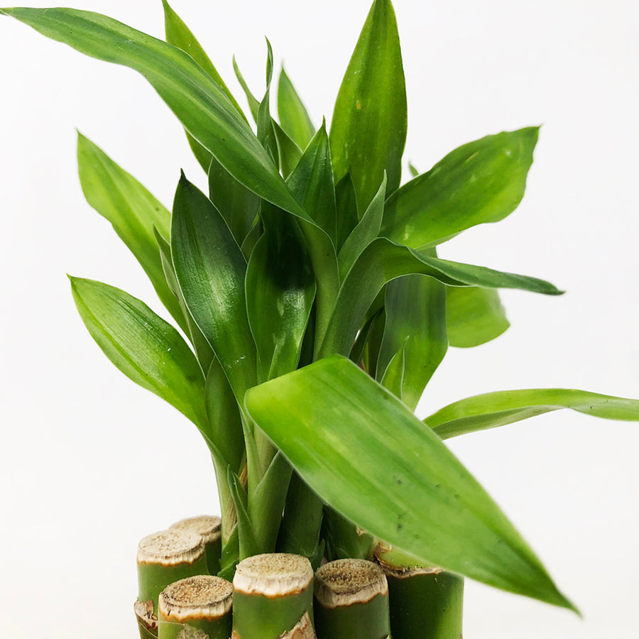 Lucky Bamboo - Straight Stems straightbamboo 3