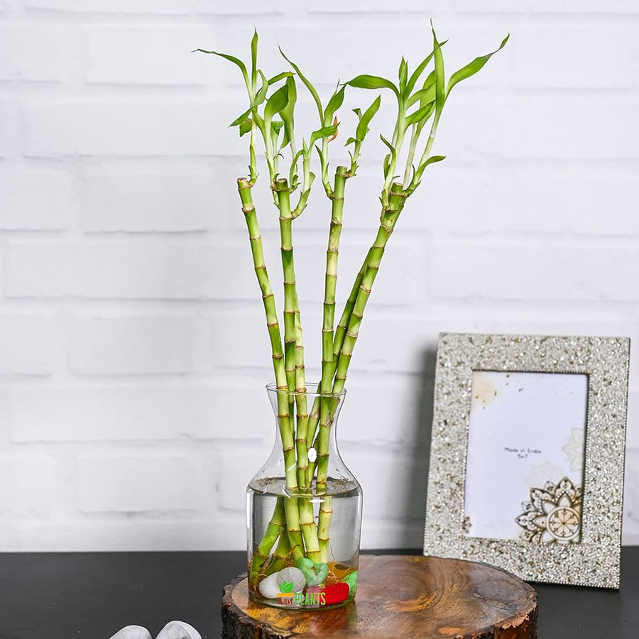 Lucky Bamboo - Straight Stems straightbamboo1 4