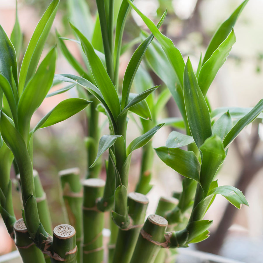 Lucky Bamboo - Straight Stems straightbamboo2 1