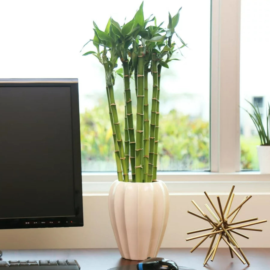 Lucky Bamboo - Straight Stems straightbamboo3 1