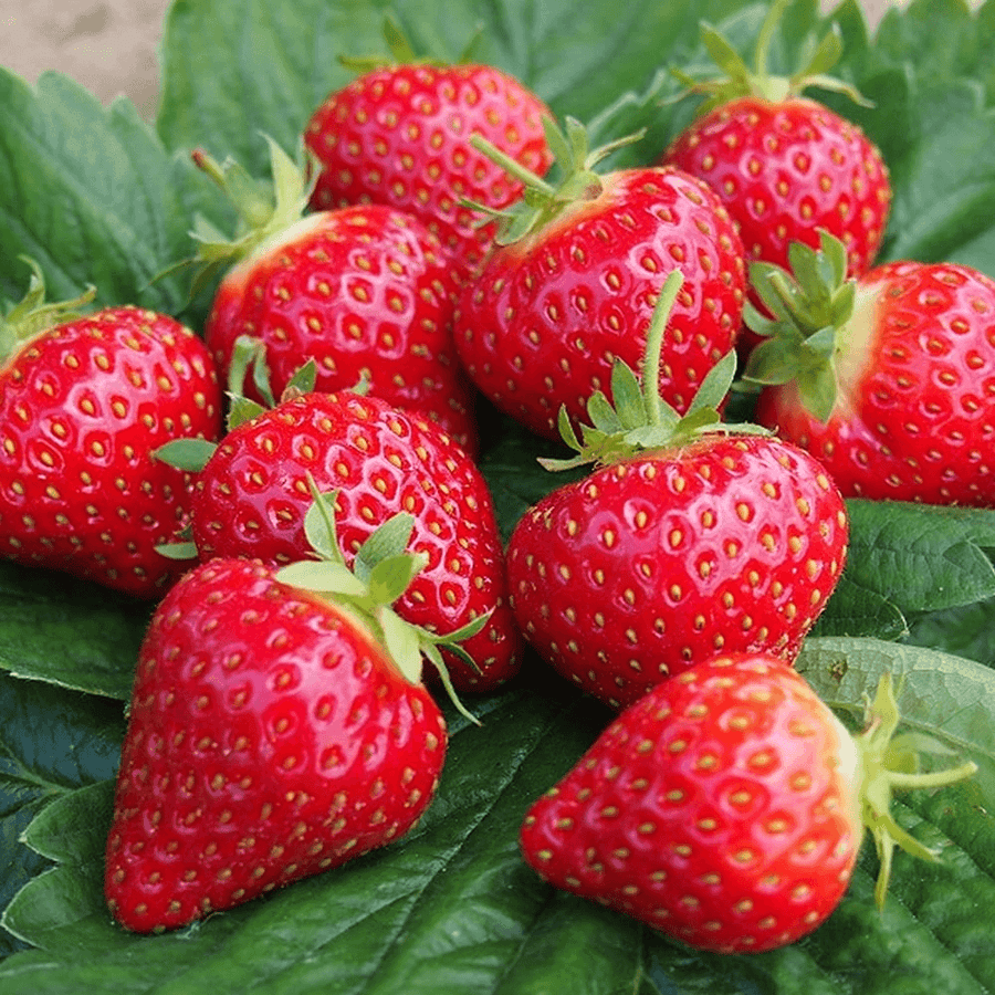 Strawberry Plants - Mix Bare Root strawberry-hapil-bare-root-plants-p3544-25414_image (1) 5