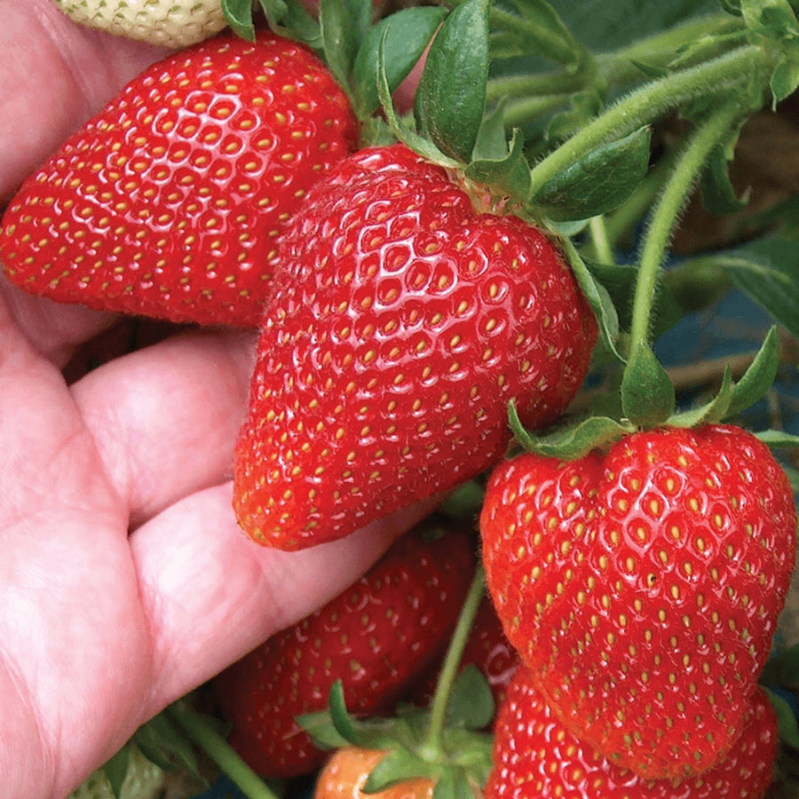 Strawberry Plants  14