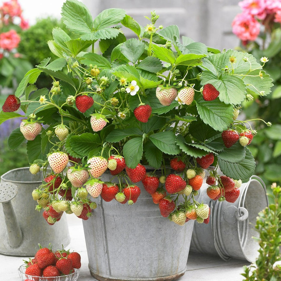 Strawberry Plant Trio - Contains Unusual White Variety Strawberry Plant Trio - Contains Unusual White Variety image1 1