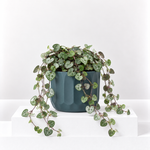 String of Hearts Plant - Ceropegia Linearis Woodii  1
