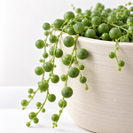 String of Pearls Plant  2