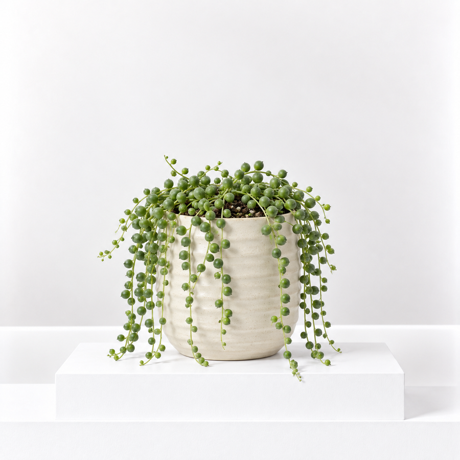 String of Pearls Plant  1