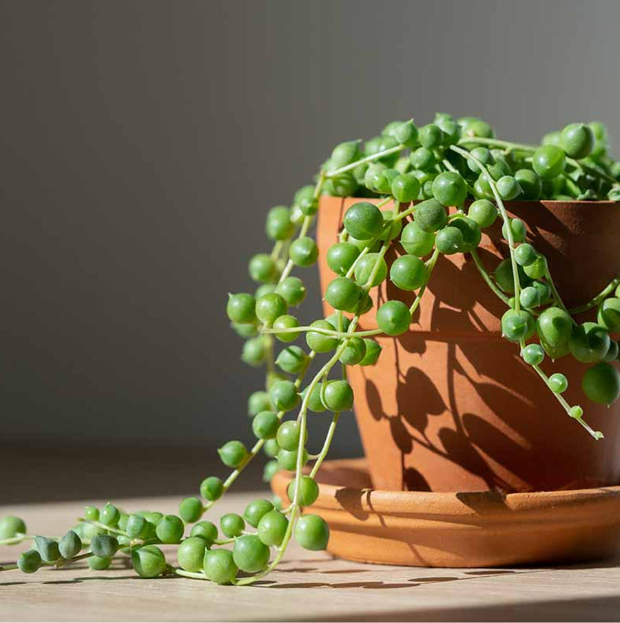 String of Pearls Plant stringofpearls2 3