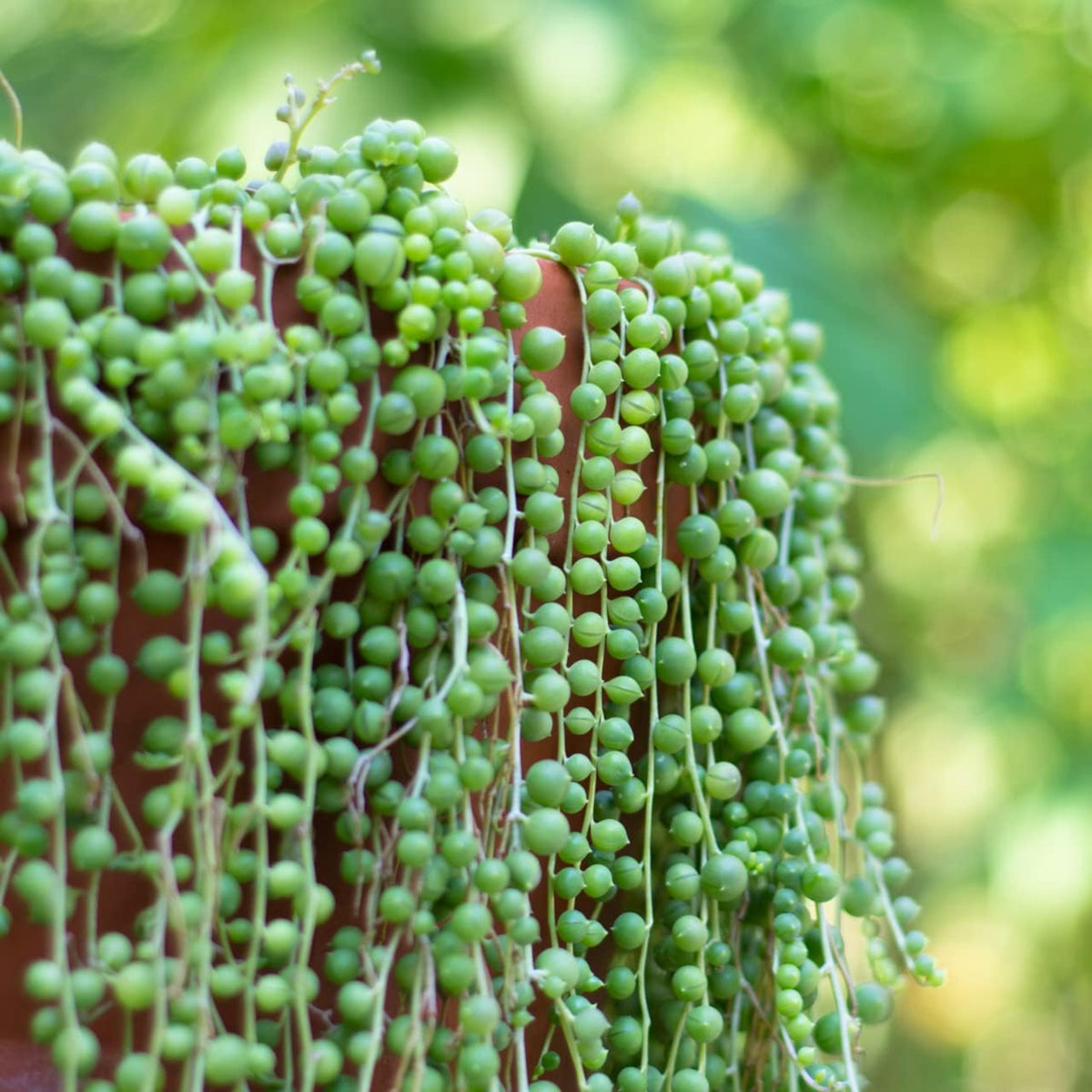 Senecio rowleyanus String of Pearls Close-up of a String of Pearls plant showing cascades of round, bead-like green leaves trailing over the edge of a terracotta pot in bright natural light. 1