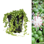Senecio rowleyanus String of Pearls String of Pearls plant with long trailing vines of spherical green leaves in a glossy black pot, shown alongside a close-up of a small white flower with purple stamens. 2