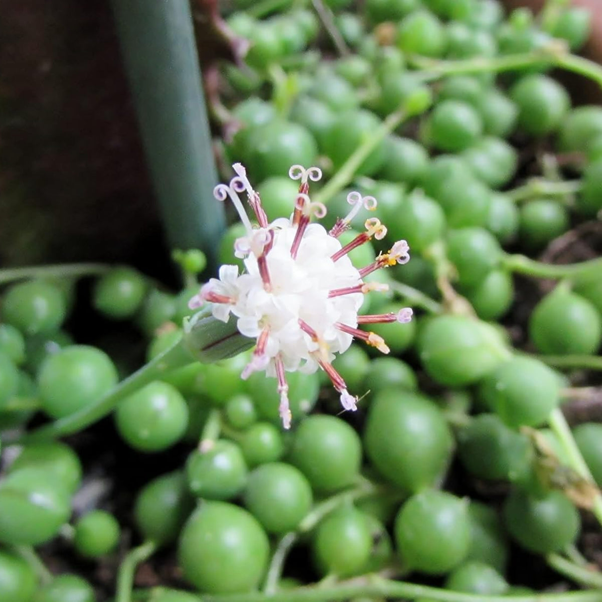Senecio rowleyanus String of Pearls Close-up of a delicate white String of Pearls flower with curled purple stamens emerging above round green leaves. 4