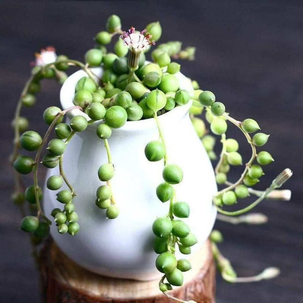 Senecio rowleyanus String of Pearls Compact String of Pearls succulent displayed in a small white pot with trailing vines of green bead-like leaves and a few delicate white flowers. 3