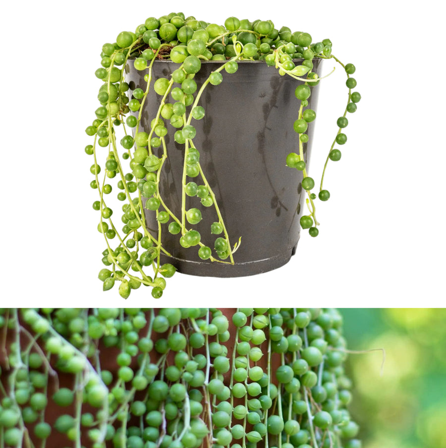 String of Pearls Plant stringofpearls 2