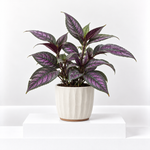 Strobilanthes Dyeriana 'Persian Shield'  1