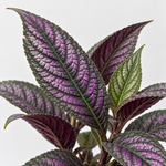 Strobilanthes Dyeriana 'Persian Shield'  4