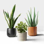 Student Friendly Houseplant Bundle  1