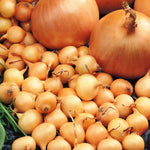 Stuttgarter Giant Yellow Onion Sets  2