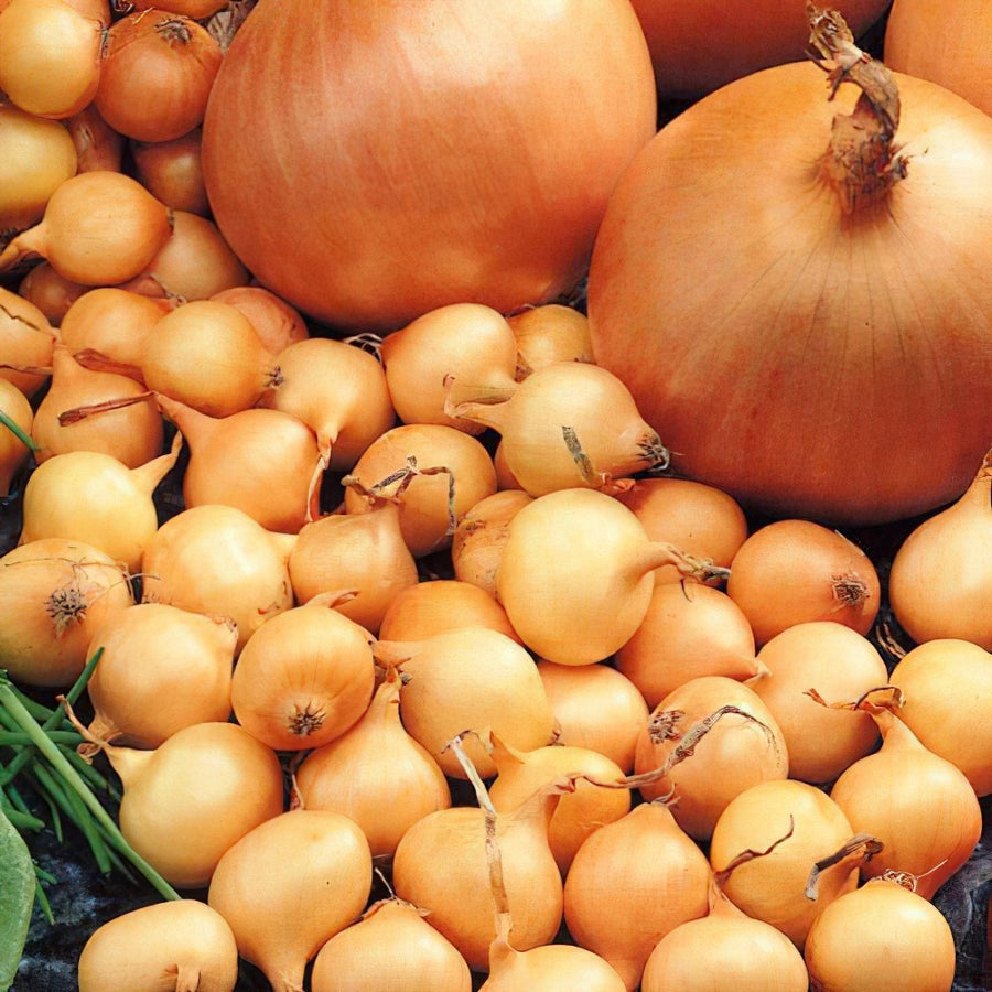 Stuttgarter Giant Yellow Onion Sets  2