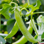 Sugar Snap Pea  1