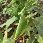 Sugar Snap Pea  2
