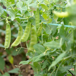 Sugar Snap Pea  4