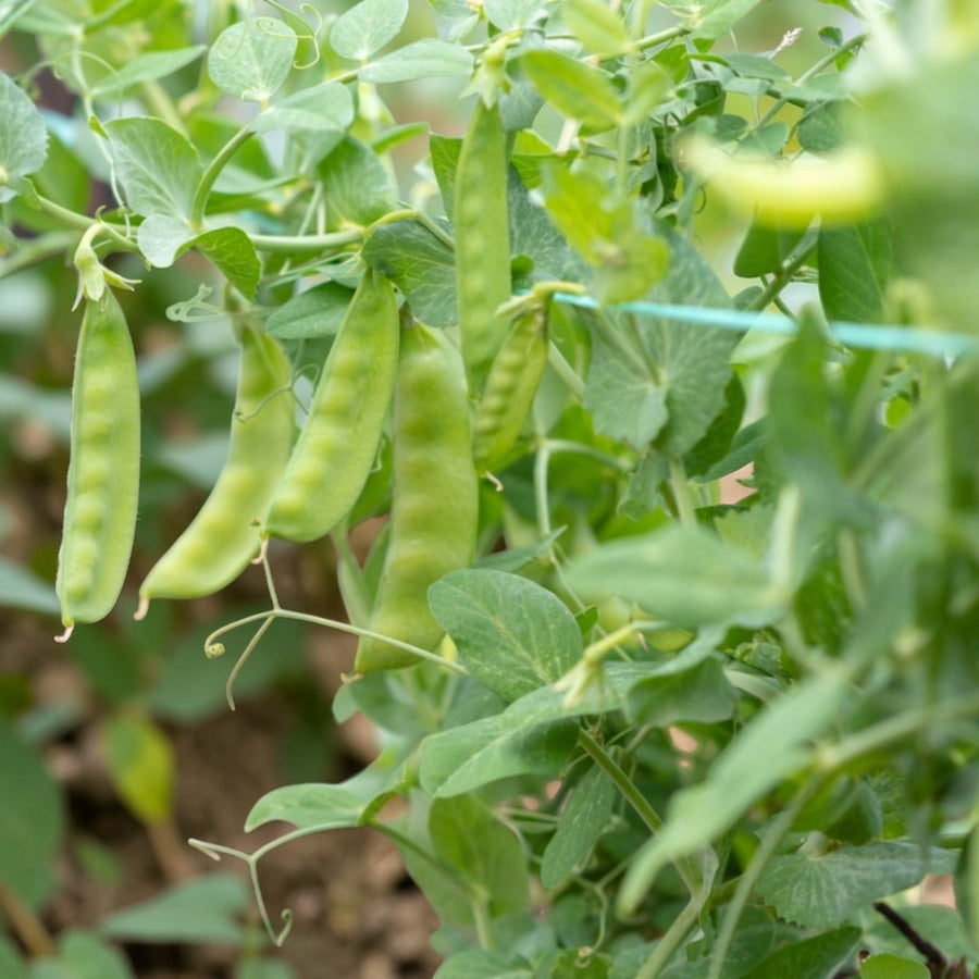 Sugar Snap Pea  4