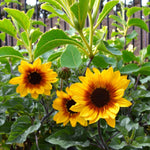 Sunflower Plant  3