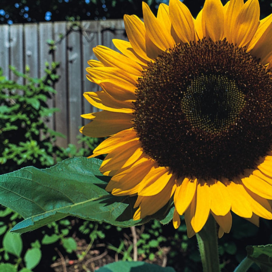 Sunflower Plant  2