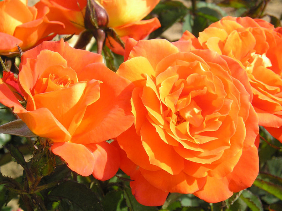 Orange Rose Bush - Super Trouper super_trouper_09_01 3