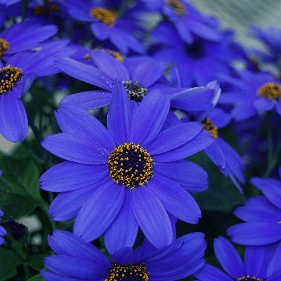 Senetti Flowering Perennial  4