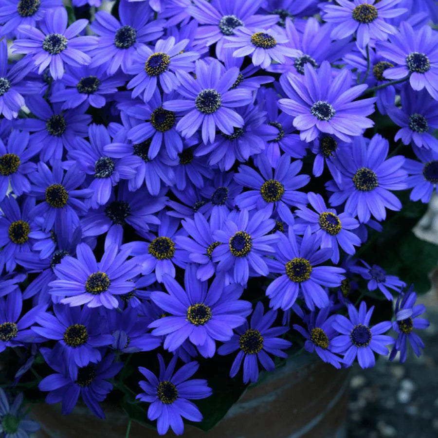 Senetti Flowering Perennial  5