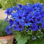 Senetti Flowering Perennial  6
