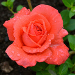 Super Star Bare Root Rose  1