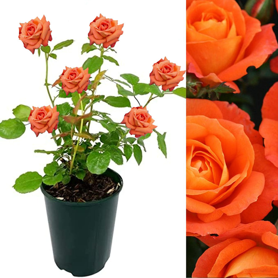 Orange Rose Bush - Super Trouper supertrouper 2
