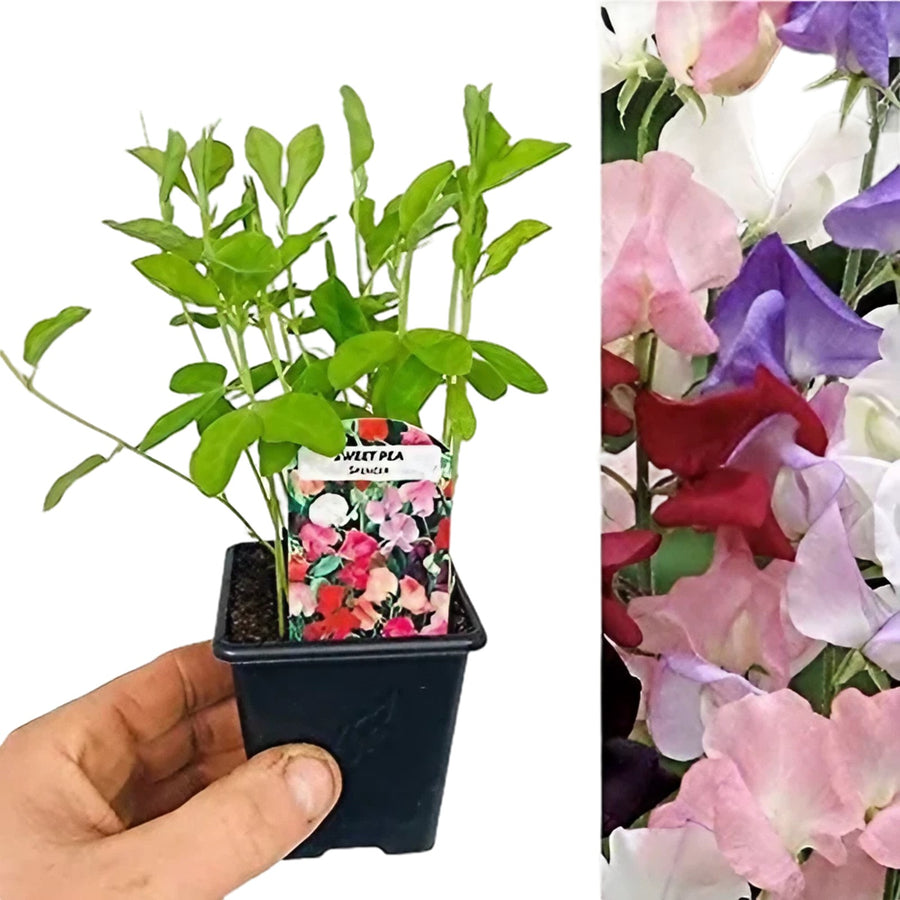 Sweet Pea Plants Mix Sweet Pea Plants Mix - 3 x 9cm Pots image1 2