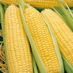 Sweetcorn Plant  1