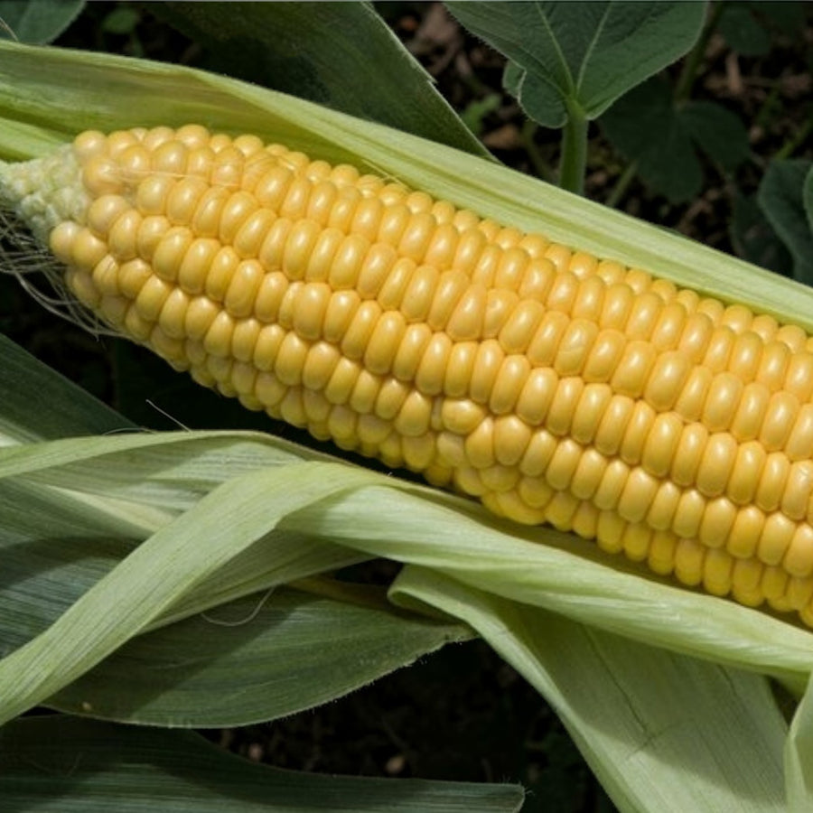 Sweetcorn Plant  1
