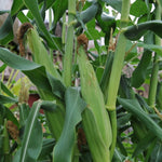 Sweetcorn Plant  4