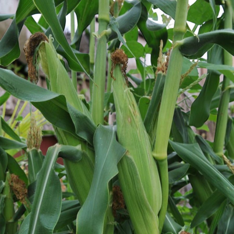 Sweetcorn Plant  4