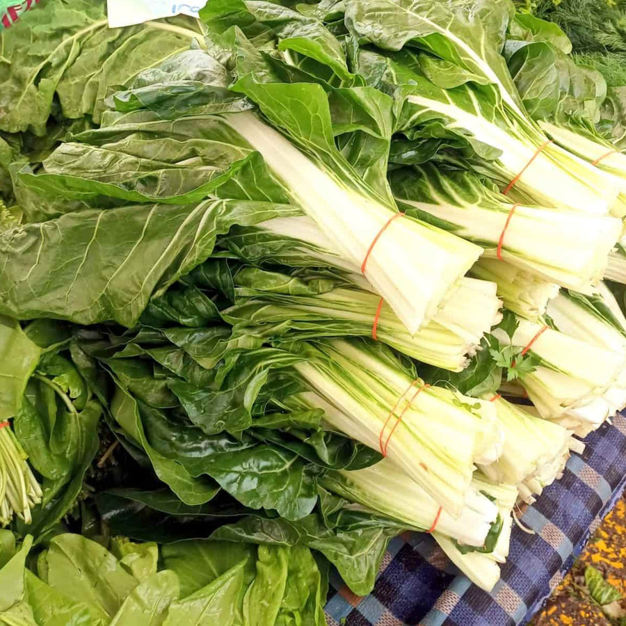 Swiss Chard Plant  3