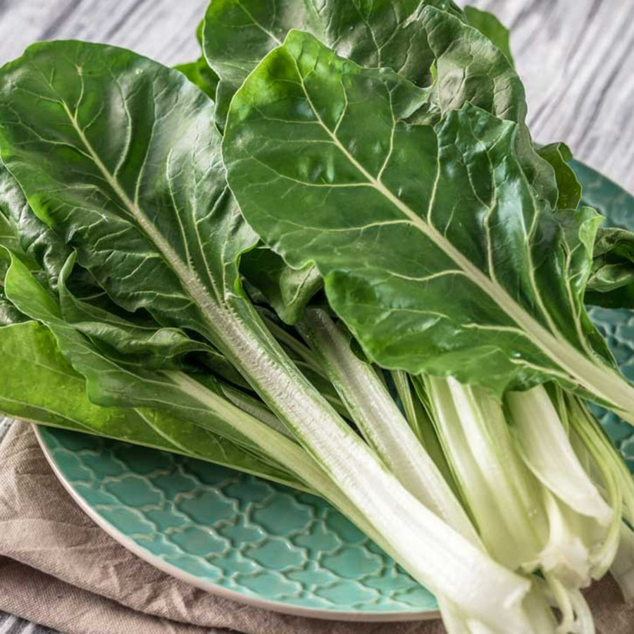 Swiss Chard Plant  1