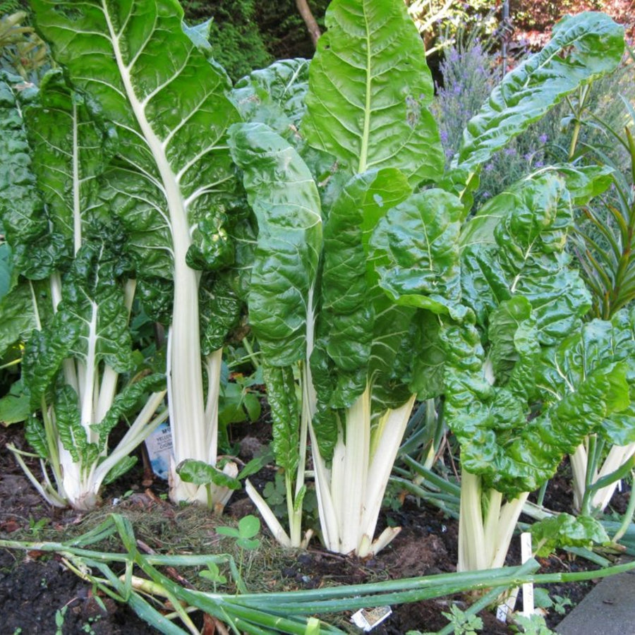 Swiss Chard Plant  4