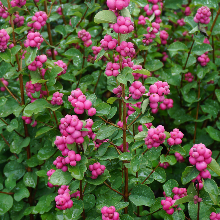 Symphoricarpos 'Magical Candy' Symphoricarpos 'Magical Candy' image3 3