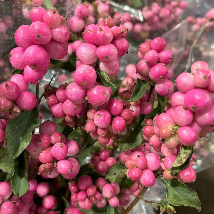 Symphoricarpos 'Magical Candy' Symphoricarpos 'Magical Candy' image1 1
