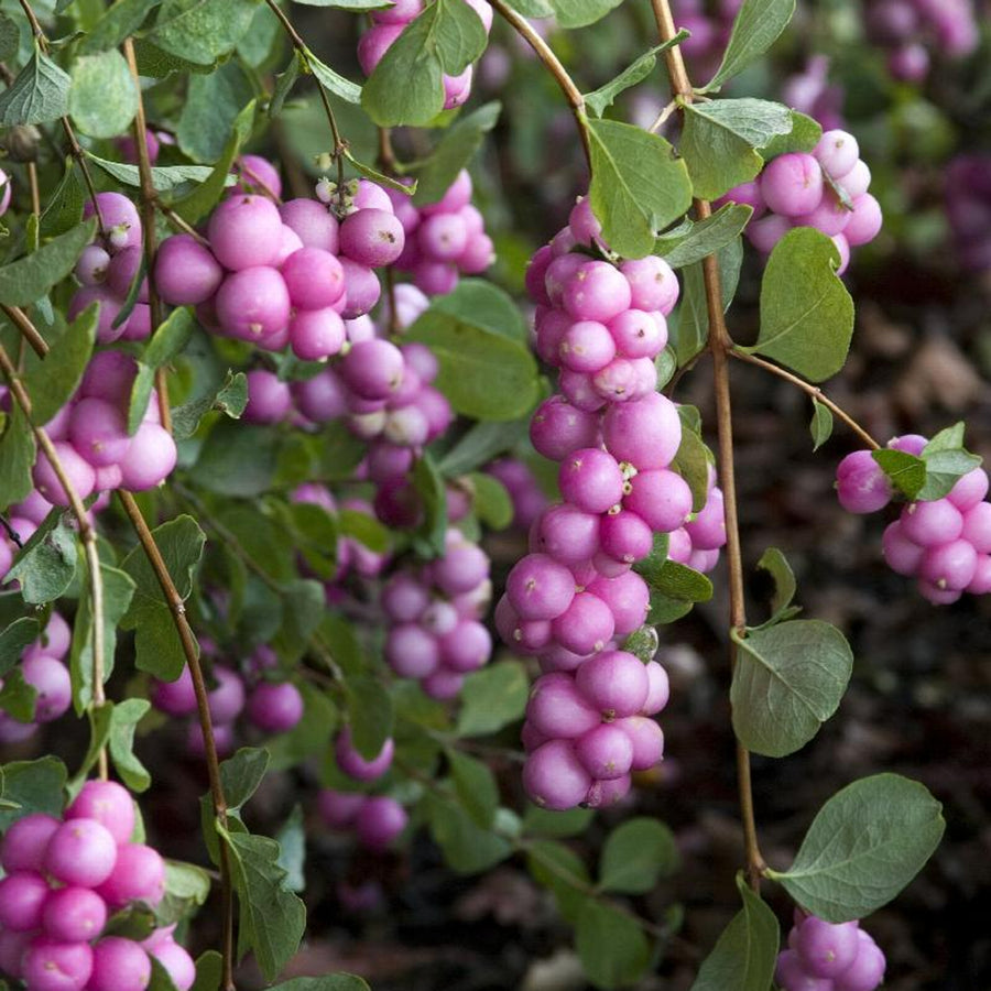 Symphoricarpos 'Magical Candy' Symphoricarpos 'Magical Candy' image4 4